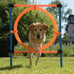 Agility Fun & Sport -rengaseste